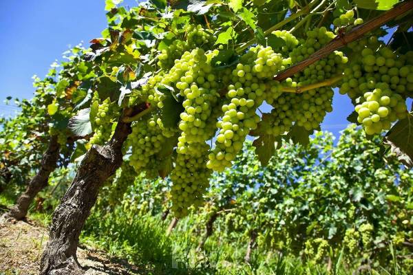 Технология возделывания винограда в условиях Республики Беларусь