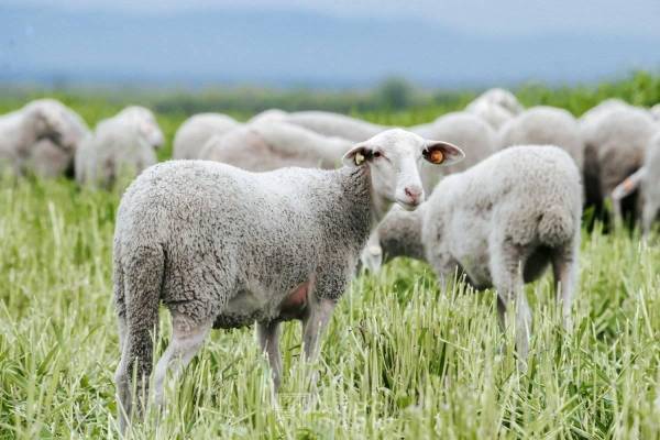 Интенсивная технология выращивания молодняка овец на мясо