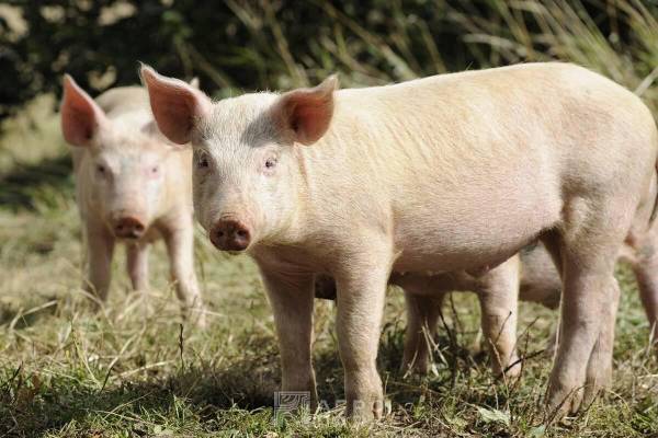 Совершенствование элементов технологии производства свинины