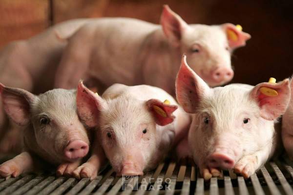 Совершенствование технологии искусственного осеменения свиней