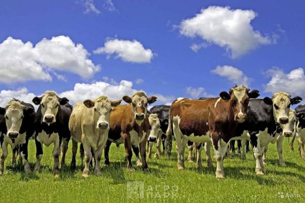 Планирование племенной работы с молочным стадом крупного рогатого скота