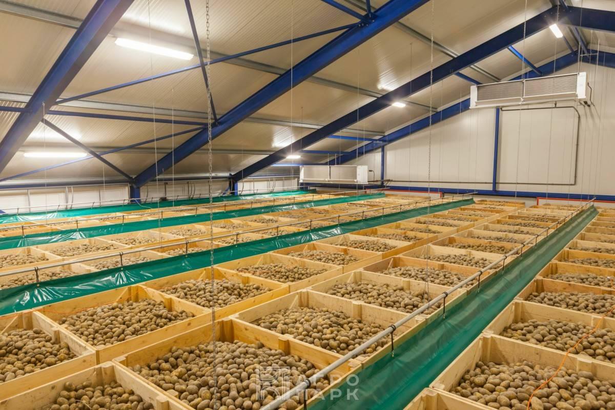 Актуальные вопросы послеуборочной обработки и массового хранения картофеля разных групп спелости