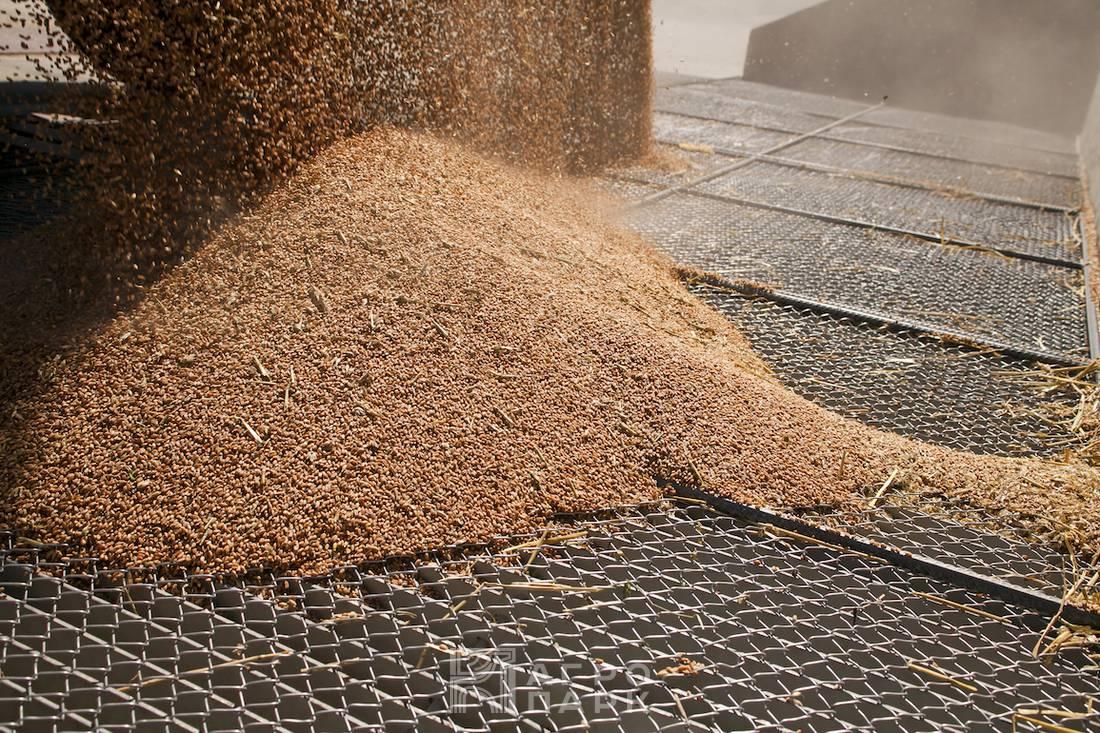 Технология послеуборочной обработки зерновых масс в сельском хозяйстве