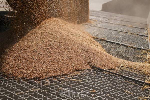 Технология послеуборочной обработки зерновых масс в сельском хозяйстве