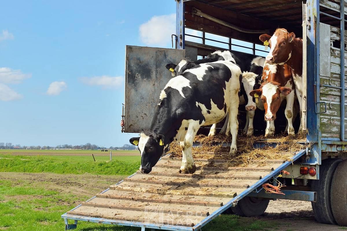 Пути снижения потерь мясной продукции при транспортировке и первичной переработке убойных животных