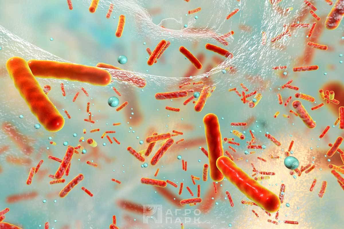 Особенности существования бактериальных биопленок и их роль в патогенезе инфекционных заболеваний