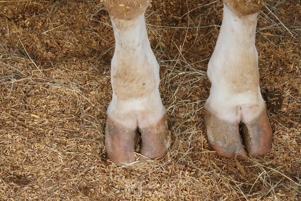 Уход за копытцами у коров, методы лечения и профилактики болезней пальцев