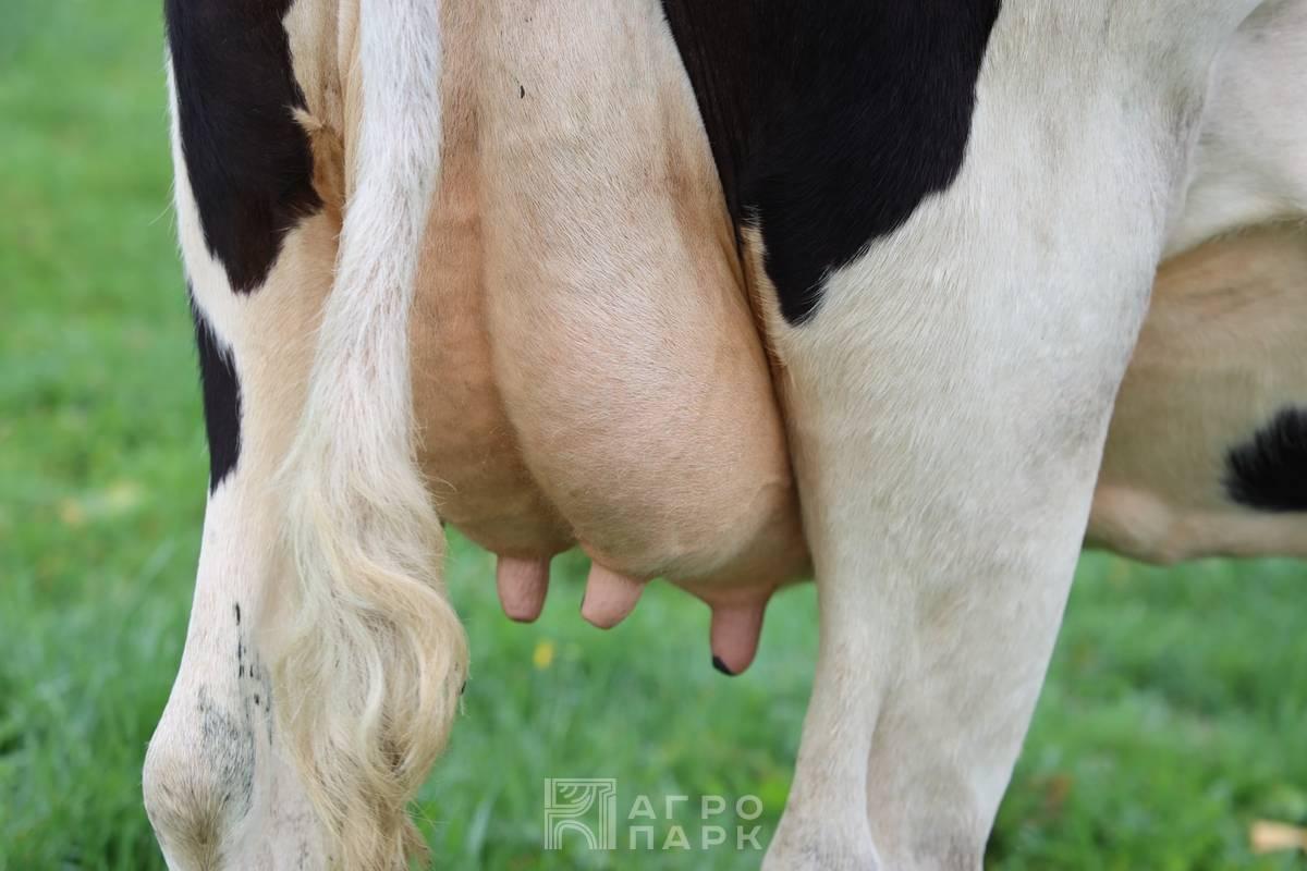 Проблема мастита в условиях современного молочного скотоводства