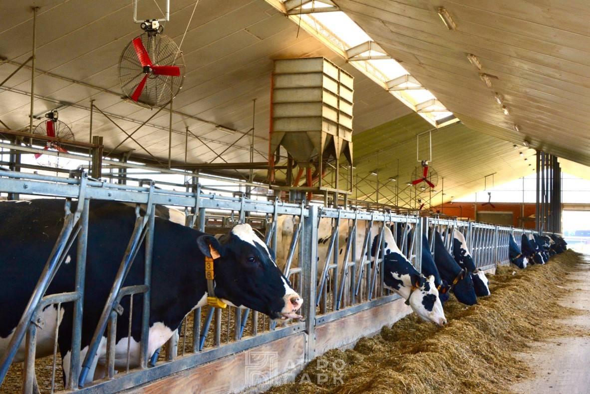 Влияние микроклимата на здоровье и продуктивность сельскохозяйственных животных