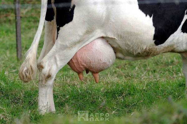 Диагностика, лечение и профилактика маститов коров в промышленном молочном скотоводстве