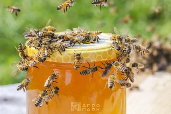Актуальные вопросы практического пчеловодства в Республике Беларусь