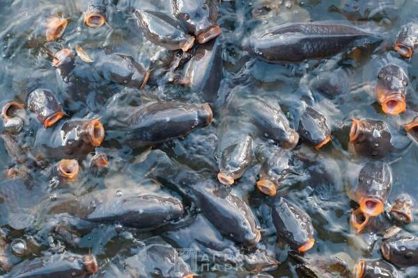 Профилактика сапролегниоза рыб в прудовых хозяйствах