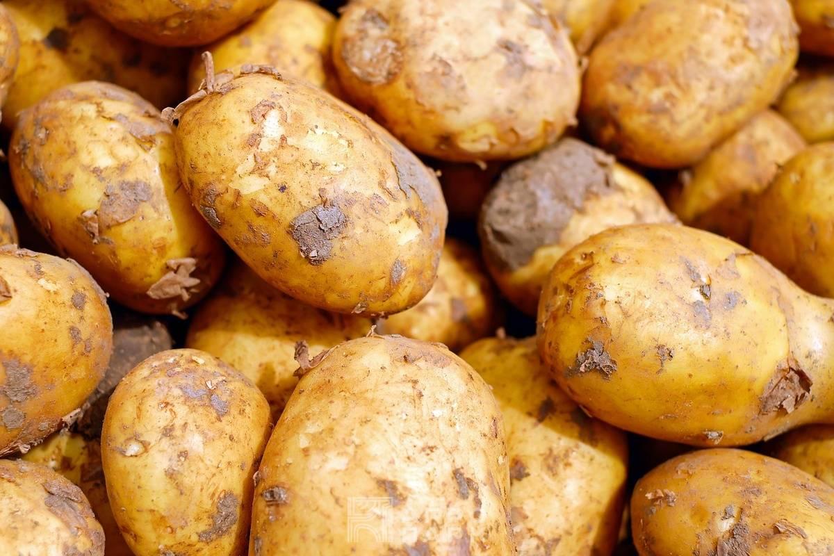Диагностика болезней картофеля и овощных культур, методы и средства снижения их вредоносности