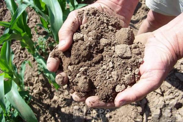 Определение гранулометрического (механического) состава почвы и практические рекомендации по использованию почвы с его учетом